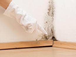 Best Black Mold Removal  in Tolono, IL